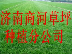 济南商河草坪种植基地