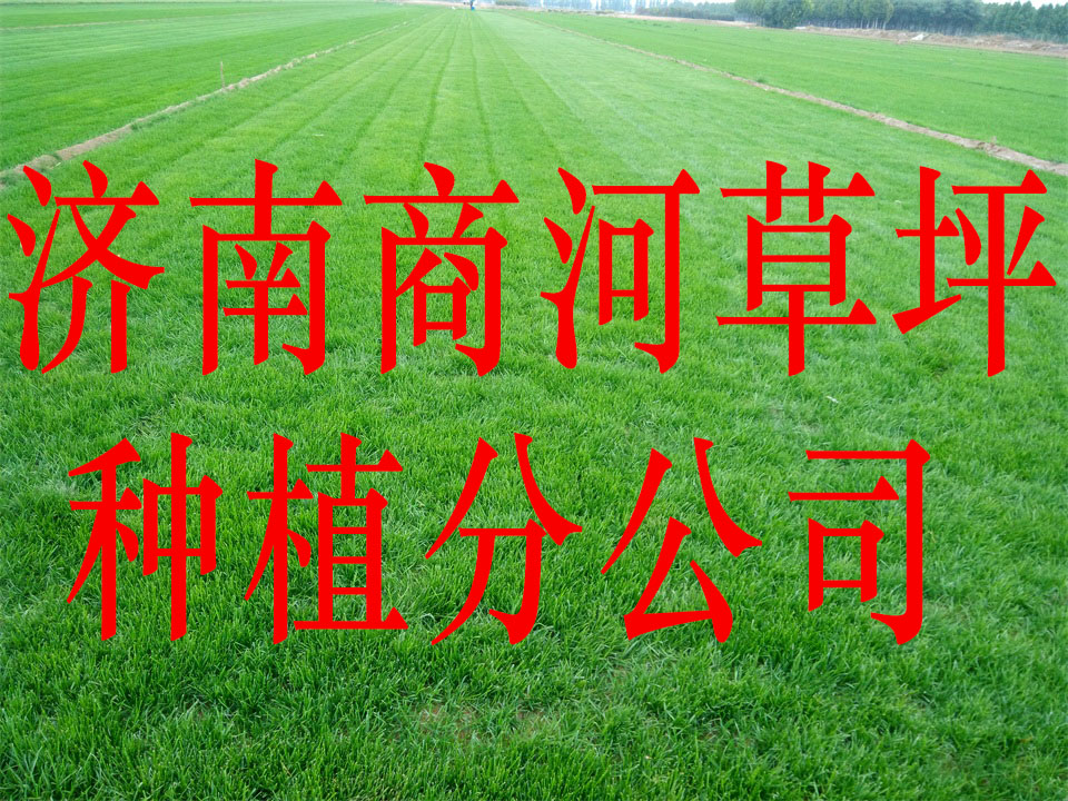 济南商河草坪种植基地图