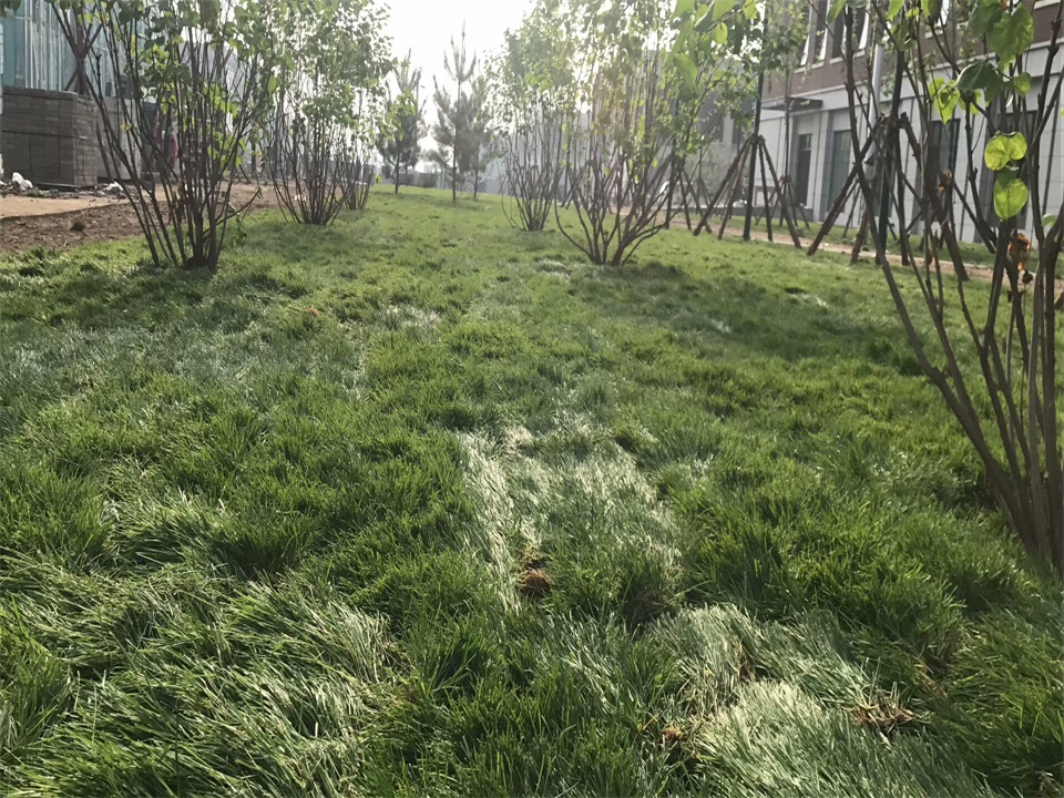 山东公园草坪铺设案例